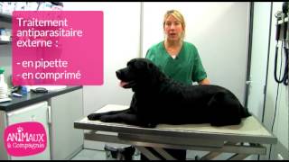 Comment appliquer un traitement anti-puces à votre  chien ?