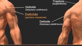 Exercice élévations latérales haltères - Musculation des épaules en isolation - Lateral Raise