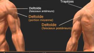 Exercice élévations postérieures haltères - muscler les épaules - All-musculation