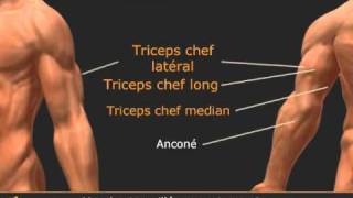 Extensions triceps à la poulie haute en pronation
