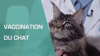 La vaccination du chat - Animaux