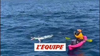 Steve Stievenart nage avec des dauphins - Adrénaline - Nage extrême